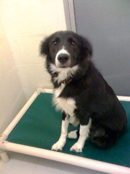 Me at the shelter - look how scared I was!